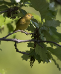 Yellow Warbler 7097